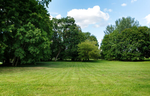 Nature background, park with meadow